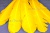 Декоративный Пучок из перьев, перо 23см/желтый - купить в Ачинске. Цена: 12.19 руб.