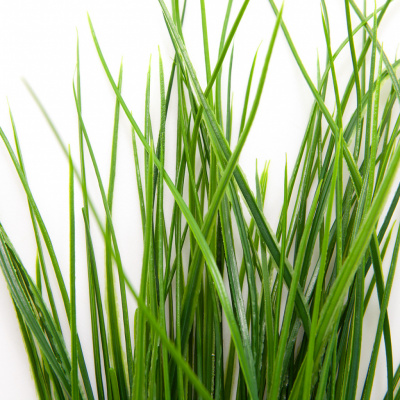 Трава искусственная -4, шт  (осока 50 см/8 см  7 листов)				 - купить в Ачинске. Цена: 130.73 руб.